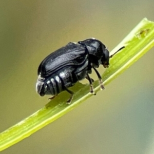 Aporocera (Aporocera) scabrosa at Forde, ACT - 4 Jan 2024 12:54 PM