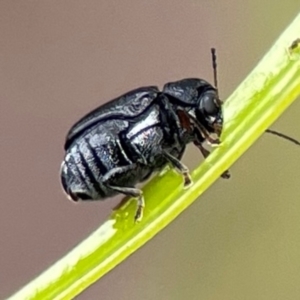 Aporocera (Aporocera) scabrosa at Forde, ACT - 4 Jan 2024