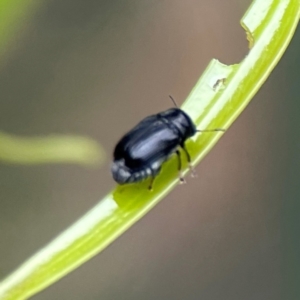 Aporocera (Aporocera) scabrosa at Forde, ACT - 4 Jan 2024