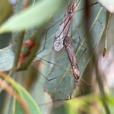 Ptilogyna sp. (genus) (A crane fly) at Forde, ACT - 4 Jan 2024 by Hejor1