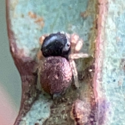 Unidentified Jumping or peacock spider (Salticidae) at Forde, ACT - 4 Jan 2024 by Hejor1