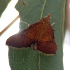 Endotricha pyrosalis (A Pyralid moth) at Forde, ACT - 4 Jan 2024 by Hejor1