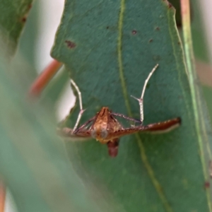 Endotricha pyrosalis at Forde, ACT - 4 Jan 2024 12:58 PM