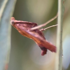 Endotricha pyrosalis at Forde, ACT - 4 Jan 2024 12:58 PM