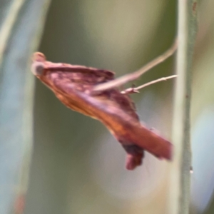 Endotricha pyrosalis at Forde, ACT - 4 Jan 2024 12:58 PM