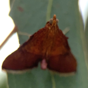 Endotricha pyrosalis at Forde, ACT - 4 Jan 2024 12:58 PM