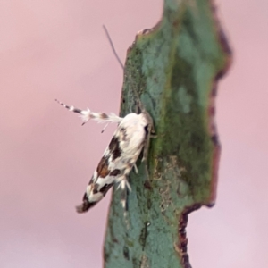 Stathmopoda melanochra at Forde, ACT - 4 Jan 2024 01:00 PM