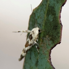 Stathmopoda melanochra at Forde, ACT - 4 Jan 2024 01:00 PM