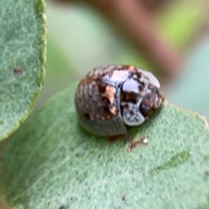 Paropsisterna m-fuscum at Forde, ACT - 4 Jan 2024 01:04 PM