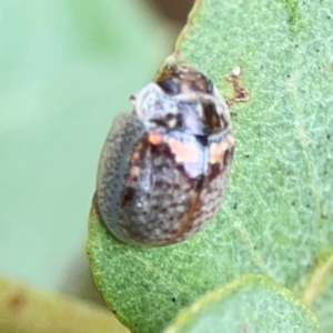 Paropsisterna m-fuscum at Forde, ACT - 4 Jan 2024 01:04 PM