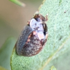 Paropsisterna m-fuscum at Forde, ACT - 4 Jan 2024 01:04 PM