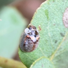 Paropsisterna m-fuscum at Forde, ACT - 4 Jan 2024 01:04 PM