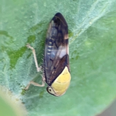 Brunotartessus fulvus (Yellow-headed Leafhopper) at Mulligans Flat - 4 Jan 2024 by Hejor1