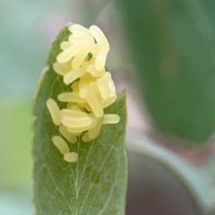 Paropsisterna cloelia at Mulligans Flat - 4 Jan 2024