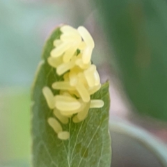 Paropsisterna cloelia at Mulligans Flat - 4 Jan 2024