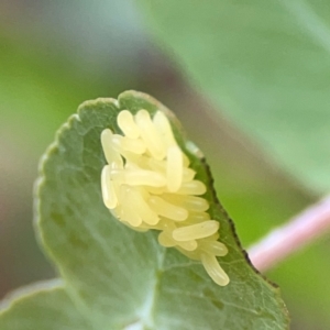 Paropsisterna cloelia at Mulligans Flat - 4 Jan 2024