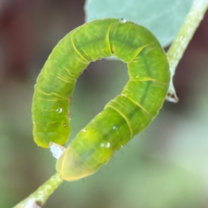 Capusa (genus) at Forde, ACT - 4 Jan 2024 01:15 PM