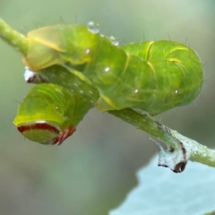 Capusa (genus) at Forde, ACT - 4 Jan 2024 01:15 PM