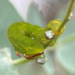 Capusa (genus) at Forde, ACT - 4 Jan 2024 01:15 PM