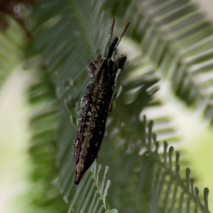 Rhinotia sp. (genus) at Mulligans Flat - 4 Jan 2024