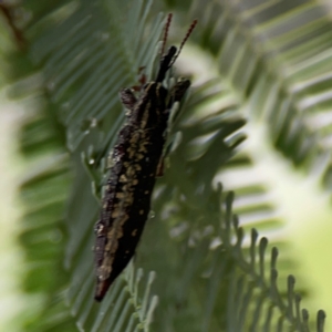 Rhinotia sp. (genus) at Mulligans Flat - 4 Jan 2024