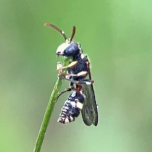 Cerceris sp. (genus) at Mulligans Flat - 4 Jan 2024