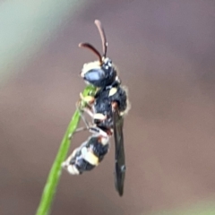 Cerceris sp. (genus) at Mulligans Flat - 4 Jan 2024