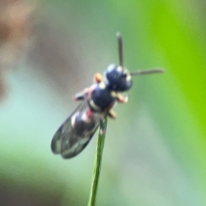 Cerceris sp. (genus) at Mulligans Flat - 4 Jan 2024