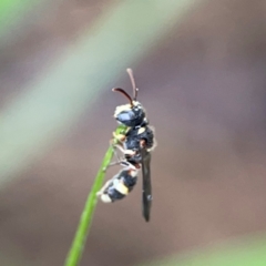 Cerceris sp. (genus) at Mulligans Flat - 4 Jan 2024