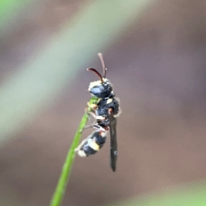 Cerceris sp. (genus) at Mulligans Flat - 4 Jan 2024