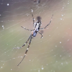 Plebs bradleyi (Enamelled spider) at Mulligans Flat - 4 Jan 2024 by Hejor1