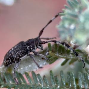 Ancita sp. (genus) at Forde, ACT - 4 Jan 2024