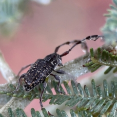 Ancita sp. (genus) at Forde, ACT - 4 Jan 2024 01:42 PM