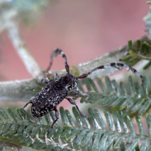 Ancita sp. (genus) at Forde, ACT - 4 Jan 2024 01:42 PM