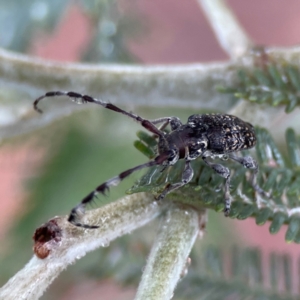 Ancita sp. (genus) at Forde, ACT - 4 Jan 2024 01:42 PM