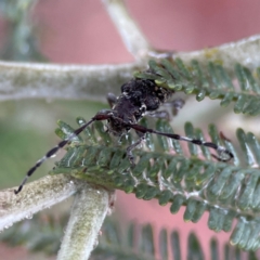 Ancita sp. (genus) at Forde, ACT - 4 Jan 2024 01:42 PM