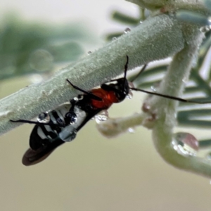 Rayieria basifer at Forde, ACT - 4 Jan 2024