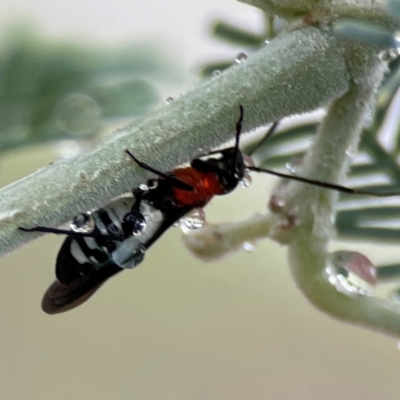 Rayieria basifer (Braconid-mimic plant bug) at Forde, ACT - 4 Jan 2024 by Hejor1