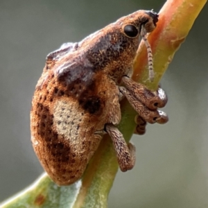 Gonipterus pulverulentus at Forde, ACT - 4 Jan 2024