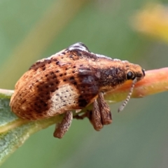 Gonipterus pulverulentus at Forde, ACT - 4 Jan 2024 01:44 PM