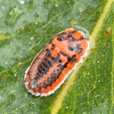 Monophlebidae sp. (family) (Mealy Bugs) at Forde, ACT - 4 Jan 2024 by Hejor1