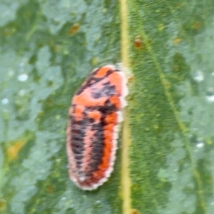 Monophlebidae sp. (family) at Forde, ACT - 4 Jan 2024 01:47 PM