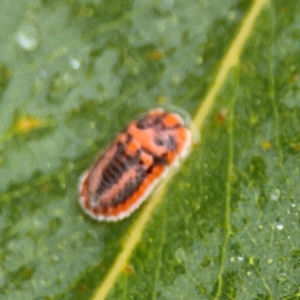 Monophlebidae (family) at Forde, ACT - 4 Jan 2024 01:47 PM