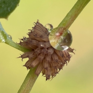 Paropsis atomaria at Mulligans Flat - 4 Jan 2024