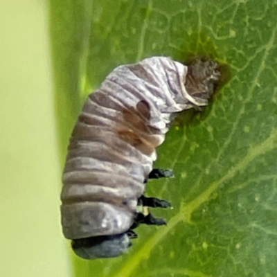 Unidentified Leaf beetle (Chrysomelidae) at Forde, ACT - 4 Jan 2024 by Hejor1
