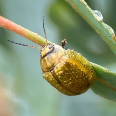 Paropsisterna cloelia (Eucalyptus variegated beetle) at Forde, ACT - 4 Jan 2024 by Hejor1