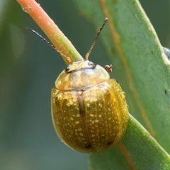 Paropsisterna cloelia at Mulligans Flat - 4 Jan 2024