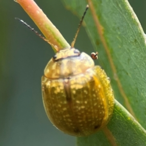 Paropsisterna cloelia at Mulligans Flat - 4 Jan 2024