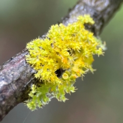 Unidentified Lichen at Forde, ACT - 4 Jan 2024 by Hejor1