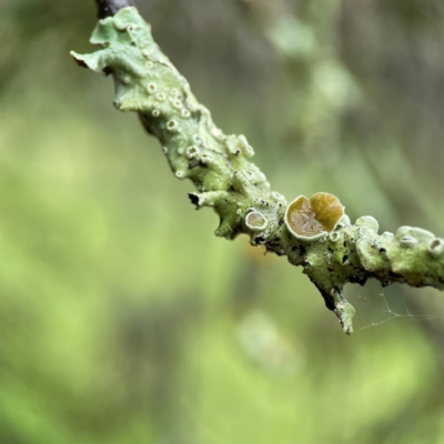 Lichen - crustose at Mulligans Flat - 4 Jan 2024 by Hejor1